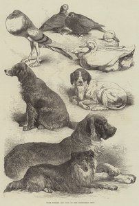 Prize Poultry and Dogs at the Birmingham Show